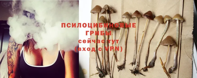 Галлюциногенные грибы Psilocybe  Светлоград 